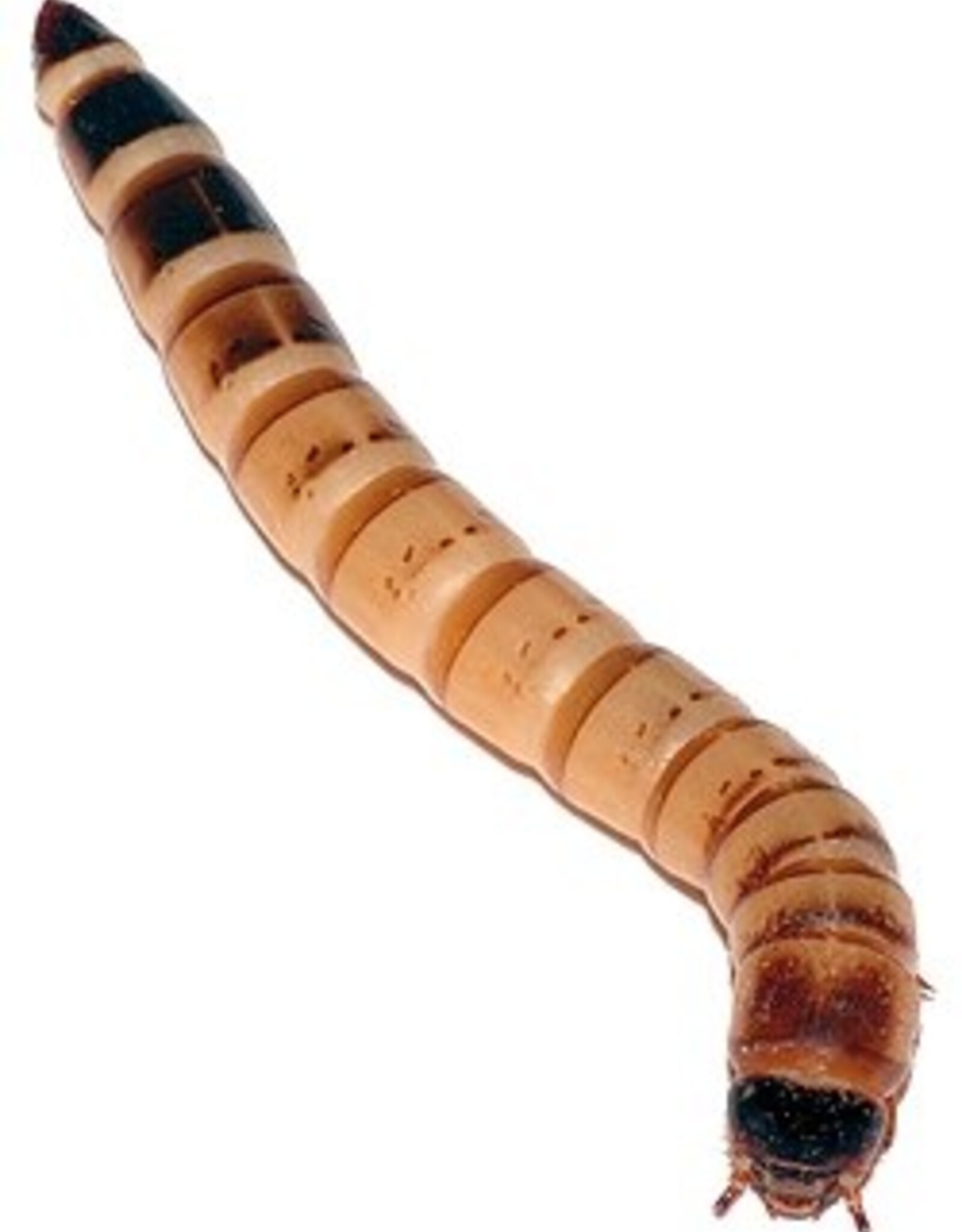 Cherry Creek BULK Superworms