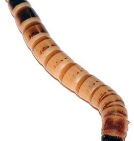 Cherry Creek BULK Superworms