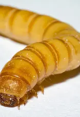 Cherry Creek BULK Mealworms