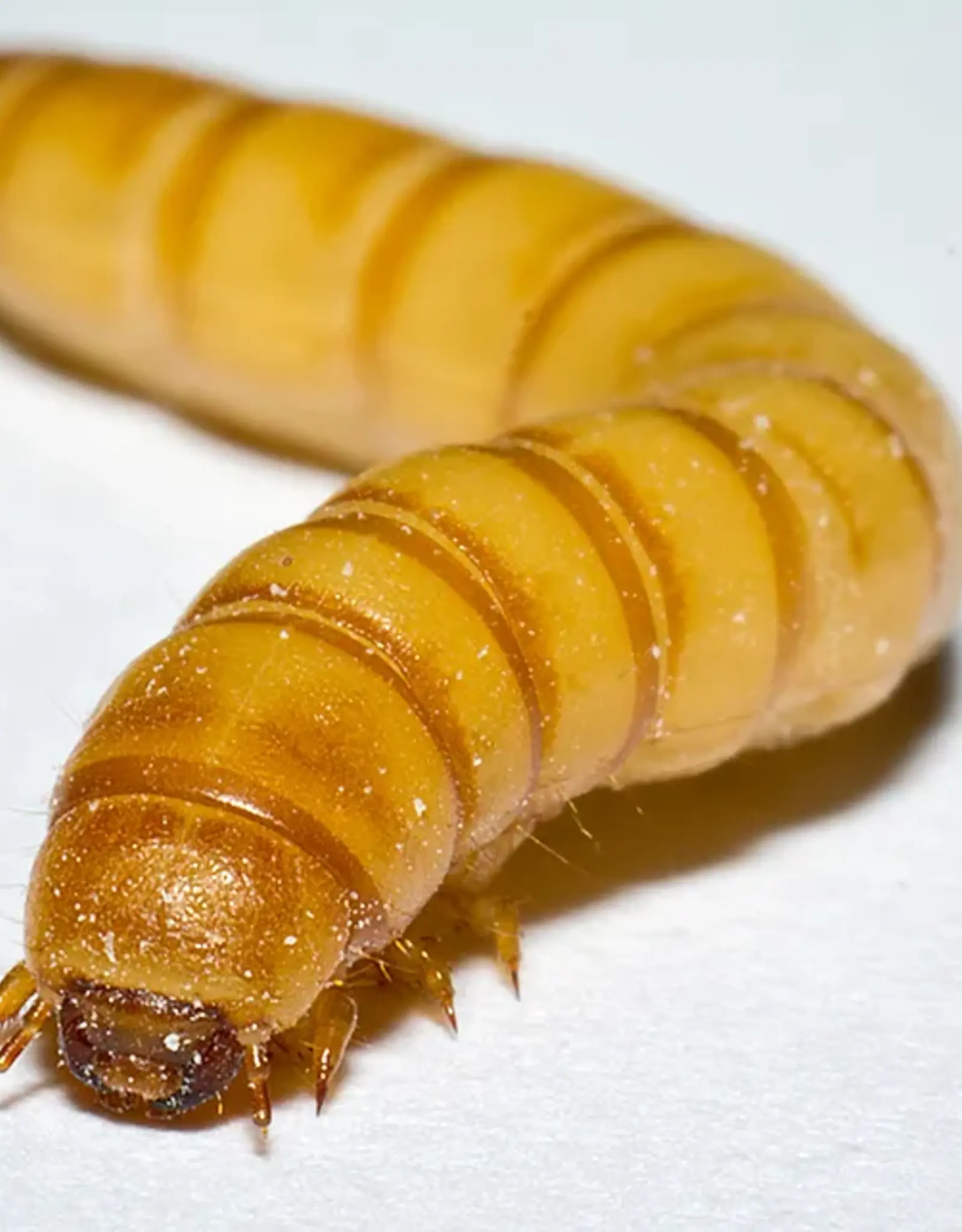 Cherry Creek BULK Mealworms