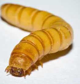 Cherry Creek BULK Mealworms