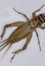 Cherry Creek BULK Crickets