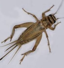 Cherry Creek BULK Crickets