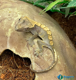 CRESTED GECKO - Harlequin Hatched Sept 2025 #3