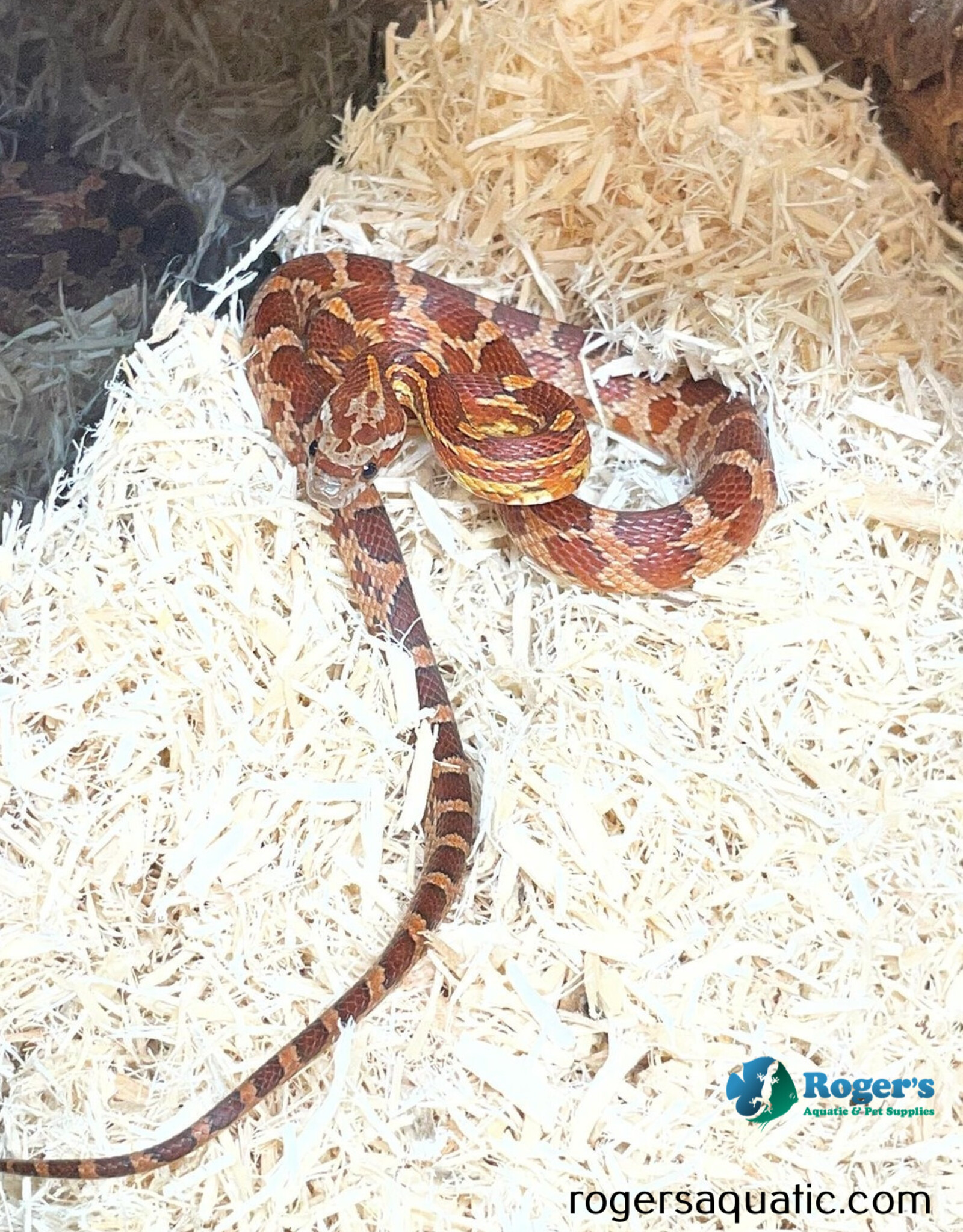 Roger's Aquatics CORN SNAKE - Normal Hatched - June '25