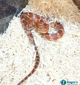 Roger's Aquatics CORN SNAKE - Normal Hatched - June '25