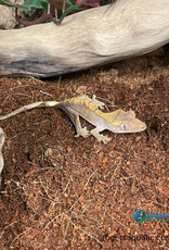 CRESTED GECKO - Harlequin Hatched Sept 2025 #2