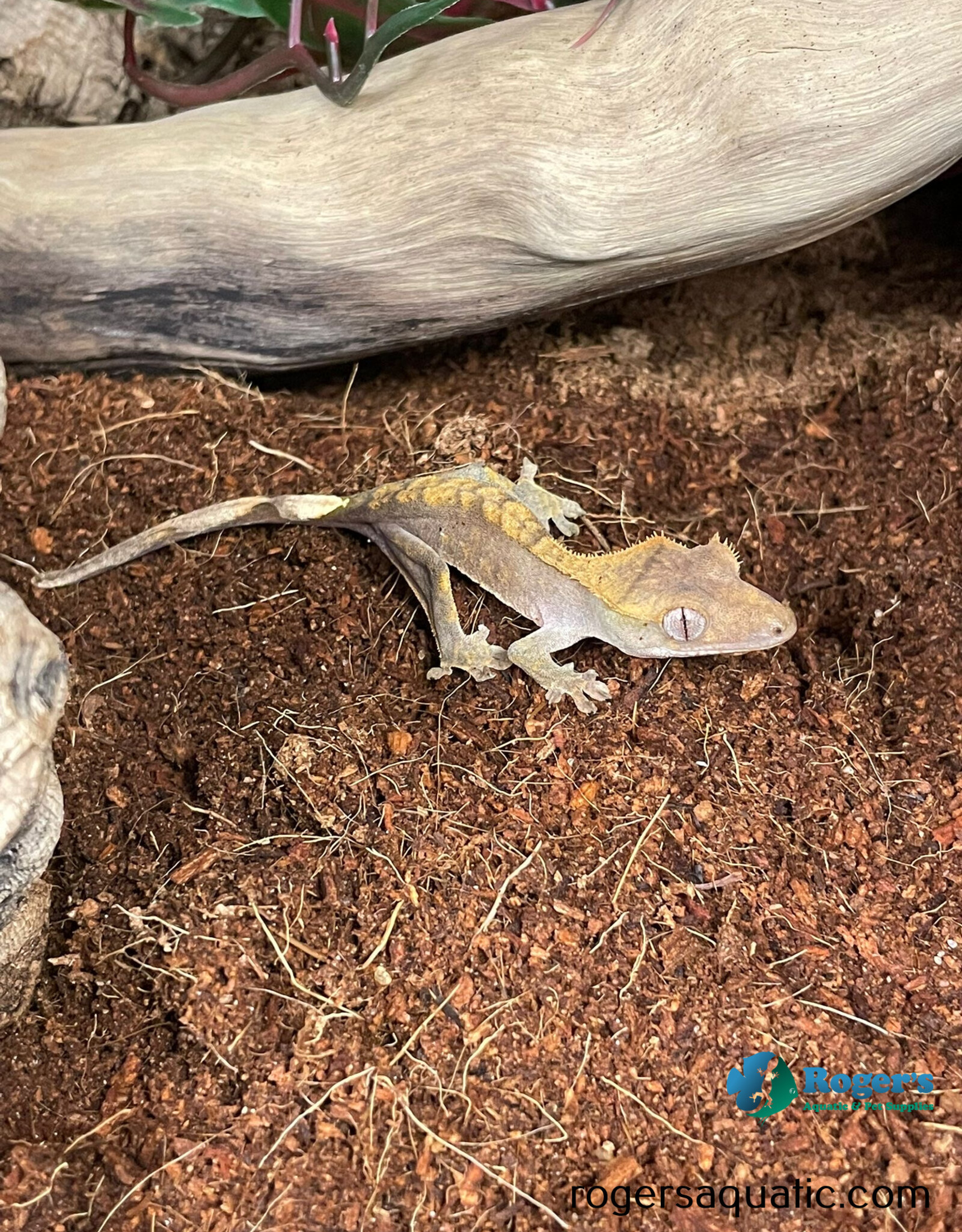CRESTED GECKO - Harlequin Hatched Sept 2025 #2