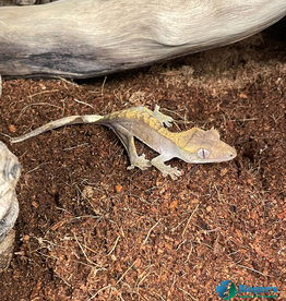 CRESTED GECKO - Harlequin Hatched Sept 2025 #2