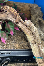 Roger's Aquatics CHAHOUA GECKO - White Collar -Pine Island Locale - Hatched Summer 2025