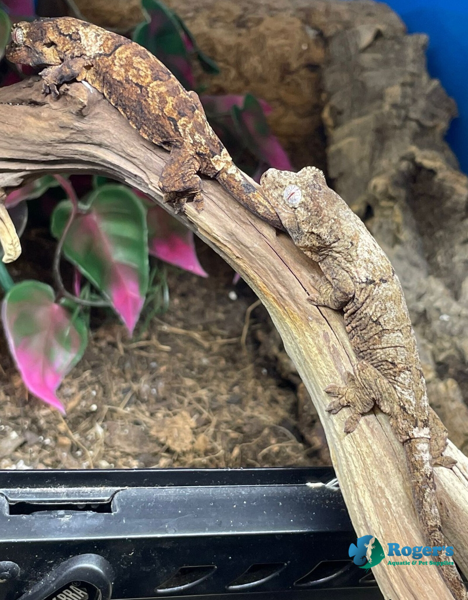 Roger's Aquatics CHAHOUA GECKO - White Collar -Pine Island Locale - Hatched Summer 2025