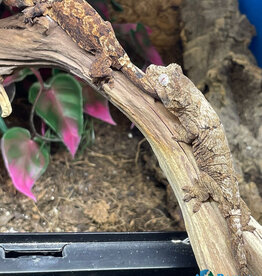 Roger's Aquatics CHAHOUA GECKO - White Collar -Pine Island Locale - Hatched Summer 2025