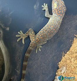 Roger's Aquatics GEKKO GECKO- "Tokay Gecko" Hatched - Mar '25