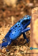 Roger's Aquatics Blue Dart Frog "Dendrobates tinctorius azureus" Juvenile Unsexed