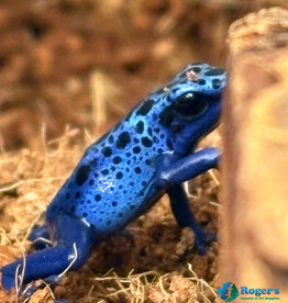 Roger's Aquatics Blue Dart Frog "Dendrobates tinctorius azureus" Juvenile Unsexed