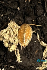 Roger's Aquatics Isopod Culture - Oniscus asellus "B.C. Maple"