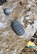 Roger's Aquatics Armadillo tuberculatus Isopod