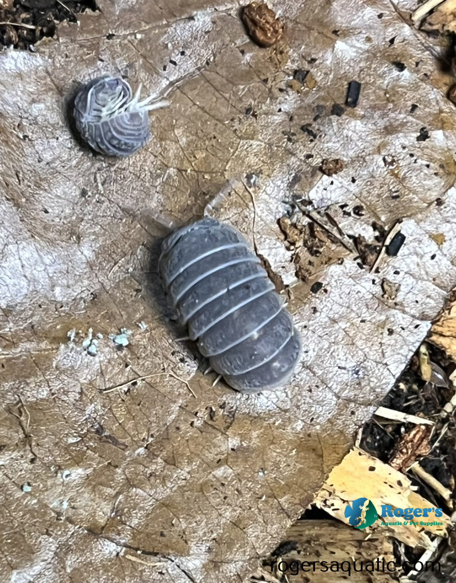 Roger's Aquatics Armadillo tuberculatus Isopod