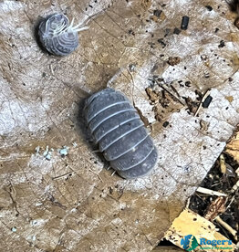 Roger's Aquatics Armadillo tuberculatus Isopod