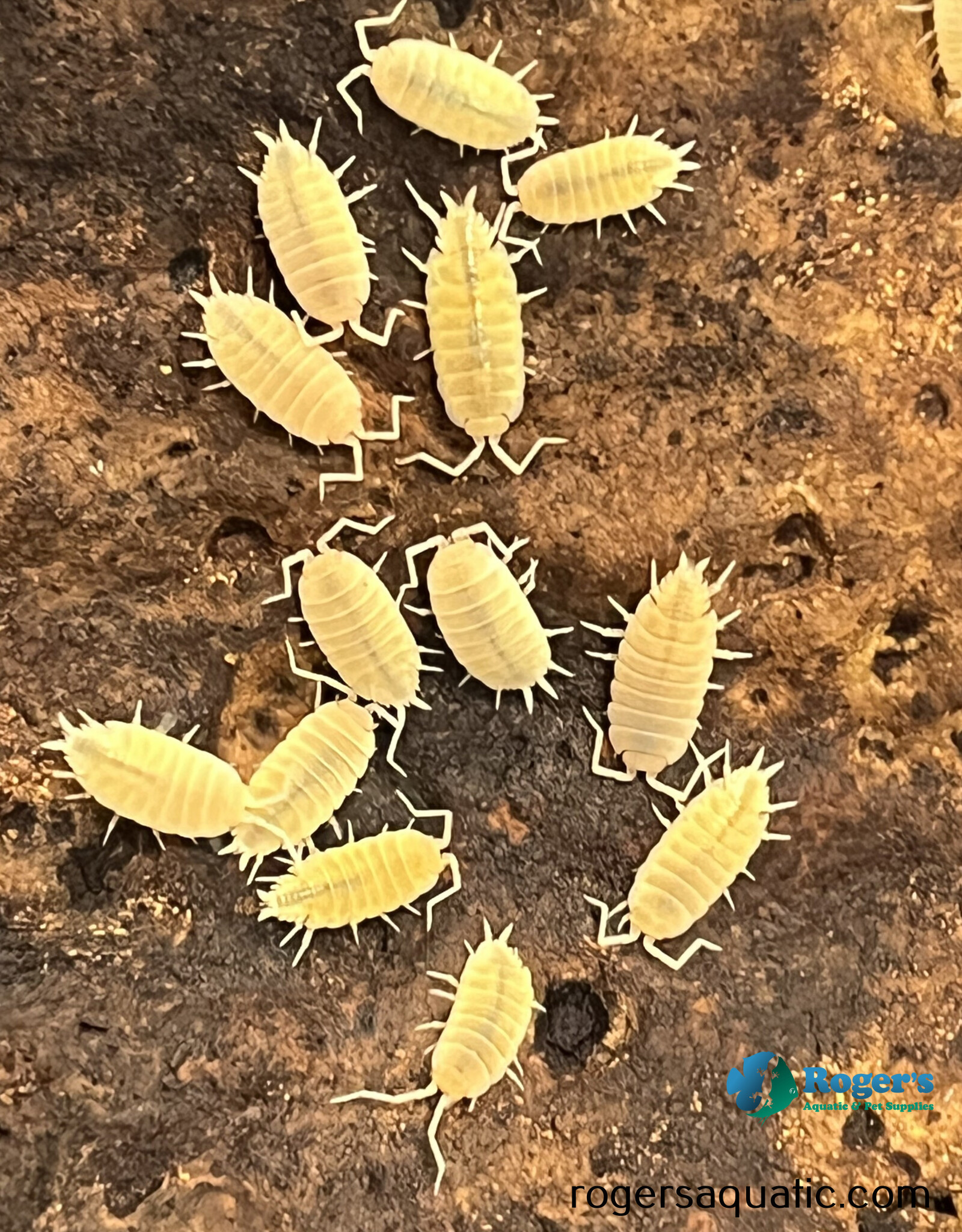 Roger's Aquatics Isopod Culture - P. pruinosus "White Out"