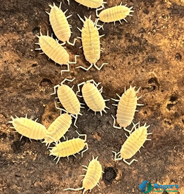 Roger's Aquatics Isopod Culture - P. pruinosus "White Out"