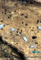 Roger's Aquatics Isopod Culture - P. pruinosus "Oreo Crumble"