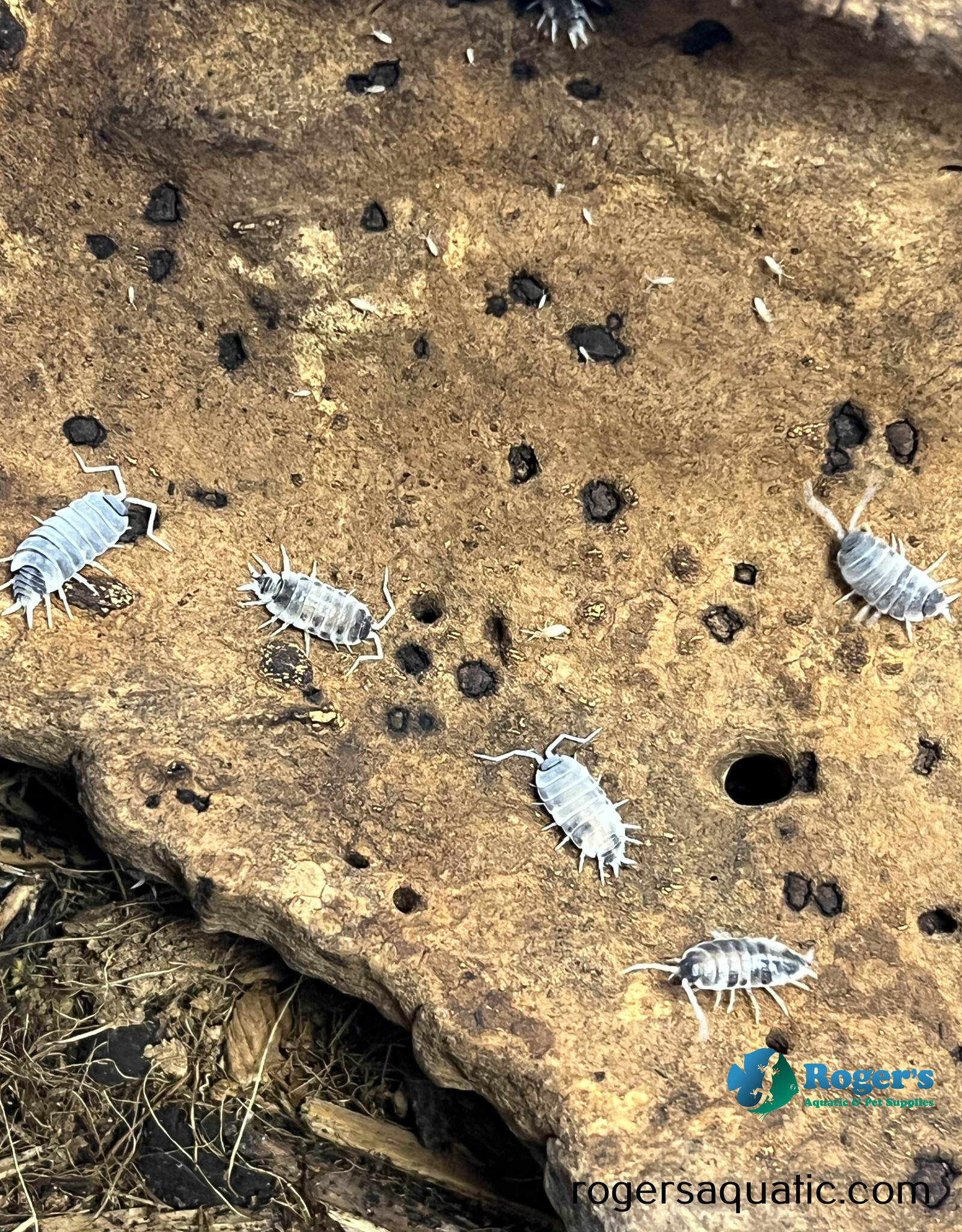Roger's Aquatics Isopod Culture - P. pruinosus "Oreo Crumble"