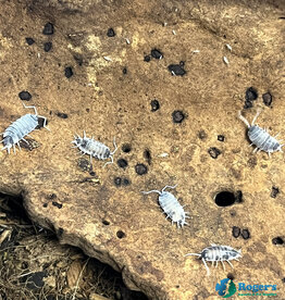 Roger's Aquatics Isopod Culture - P. pruinosus "Oreo Crumble"