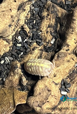 Roger's Aquatics Isopod Culture - A. vulgare "Albino"