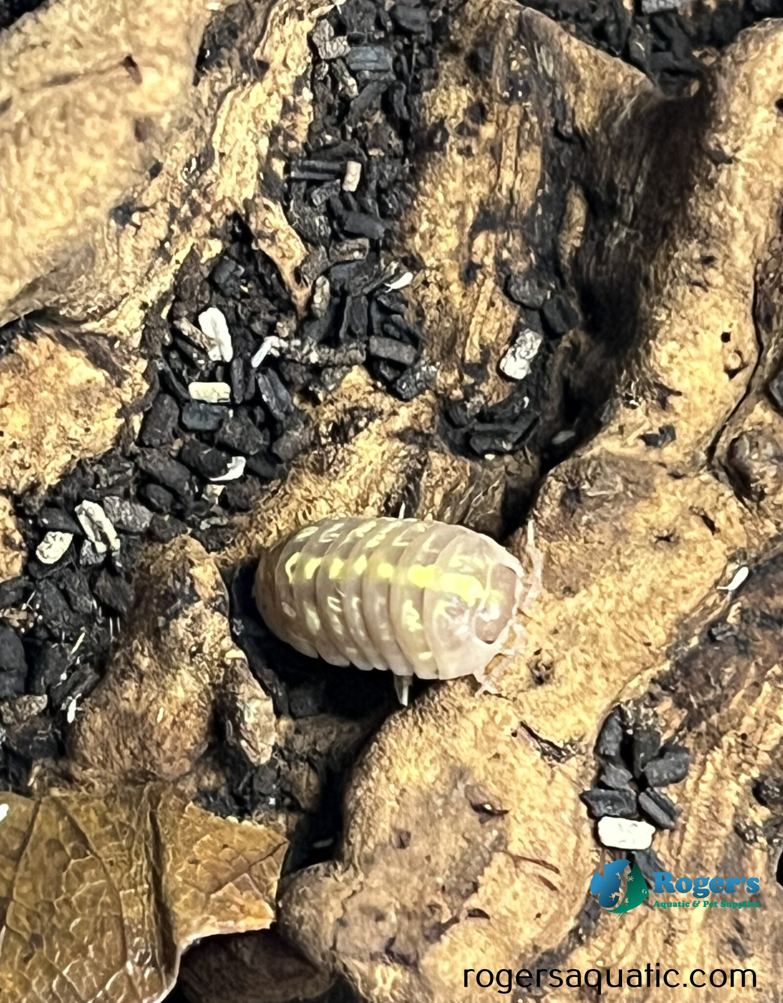 Roger's Aquatics Isopod Culture - A. vulgare "Albino"