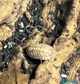 Roger's Aquatics Isopod Culture - A. vulgare "Albino"