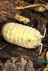 Roger's Aquatics Isopod Culture - A. vulgare "Magic Potion"