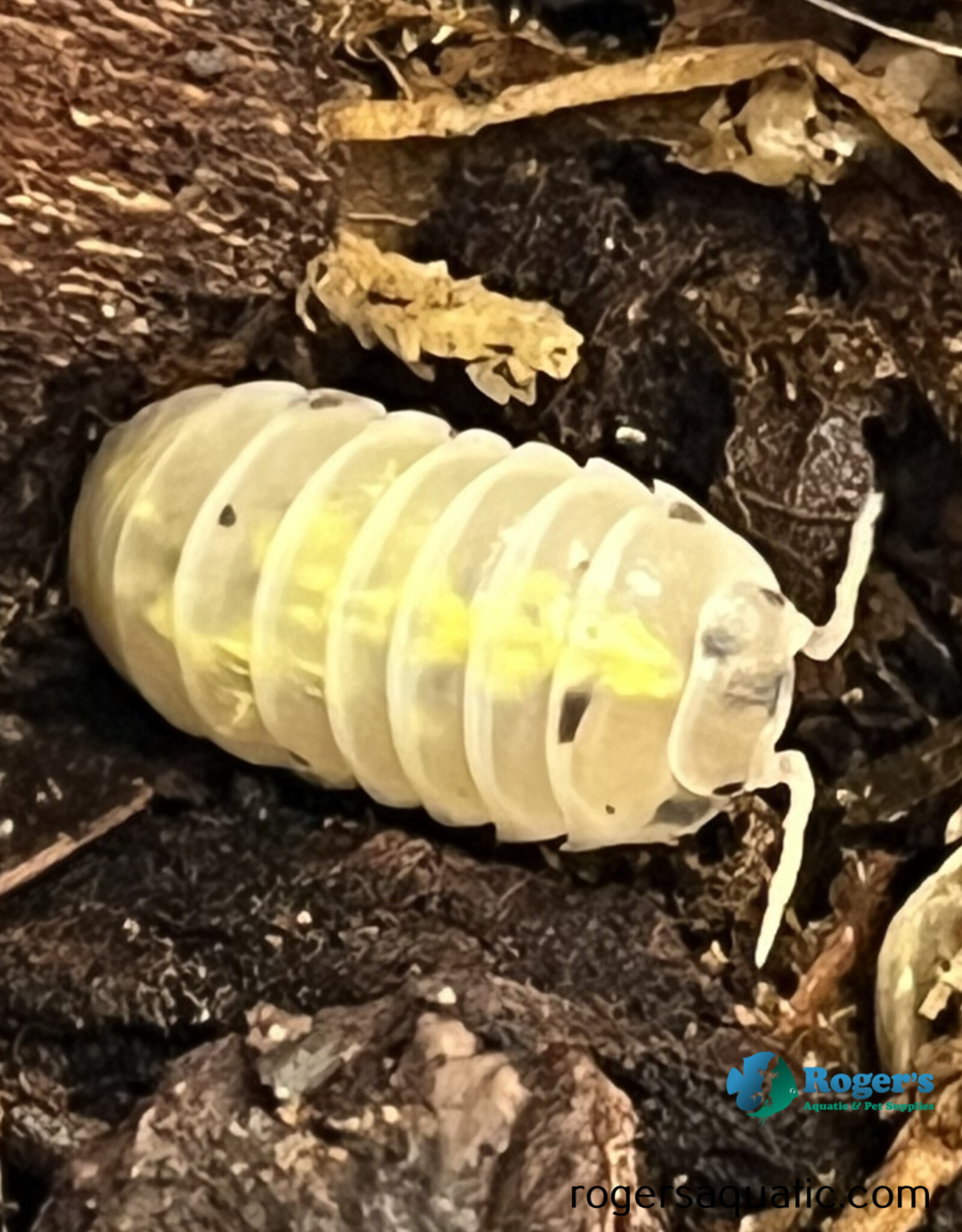 Roger's Aquatics Isopod Culture - A. vulgare "Magic Potion"