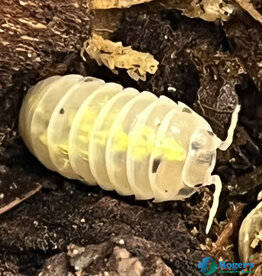 Roger's Aquatics Isopod Culture - A. vulgare "Magic Potion"