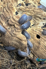 Roger's Aquatics Isopod Culture - P. dilatatus "Giant Canyon"
