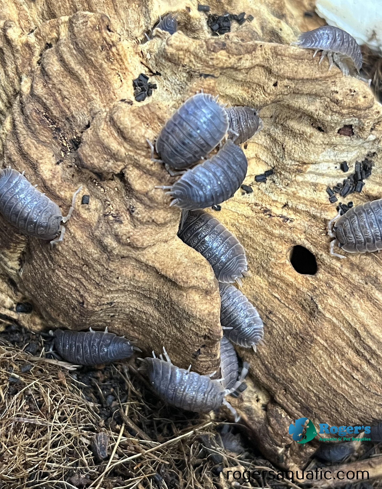 Roger's Aquatics Isopod Culture - P. dilatatus "Giant Canyon"