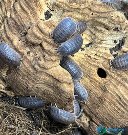 Roger's Aquatics Isopod Culture - P. dilatatus "Giant Canyon"
