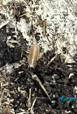 Roger's Aquatics Isopod Culture - T. sp. "Dwarf Purple"