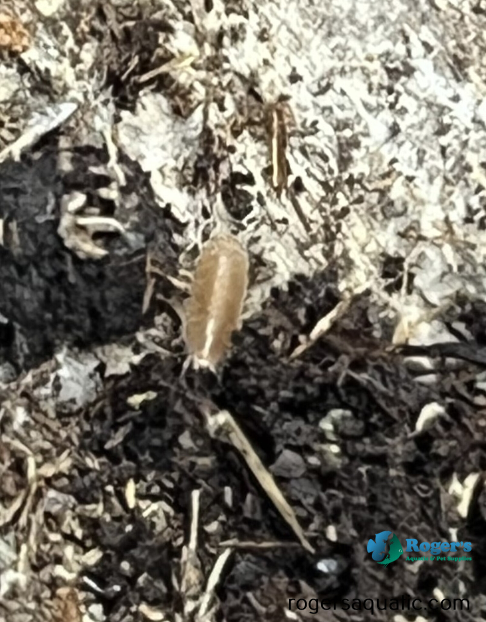 Roger's Aquatics Isopod Culture - T. sp. "Dwarf Purple"