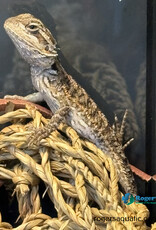 BEARDED DRAGON - Hatched Dec 30, 2025