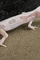 LEOPARD GECKO - Rainwater Albino Hatched Dec 2025