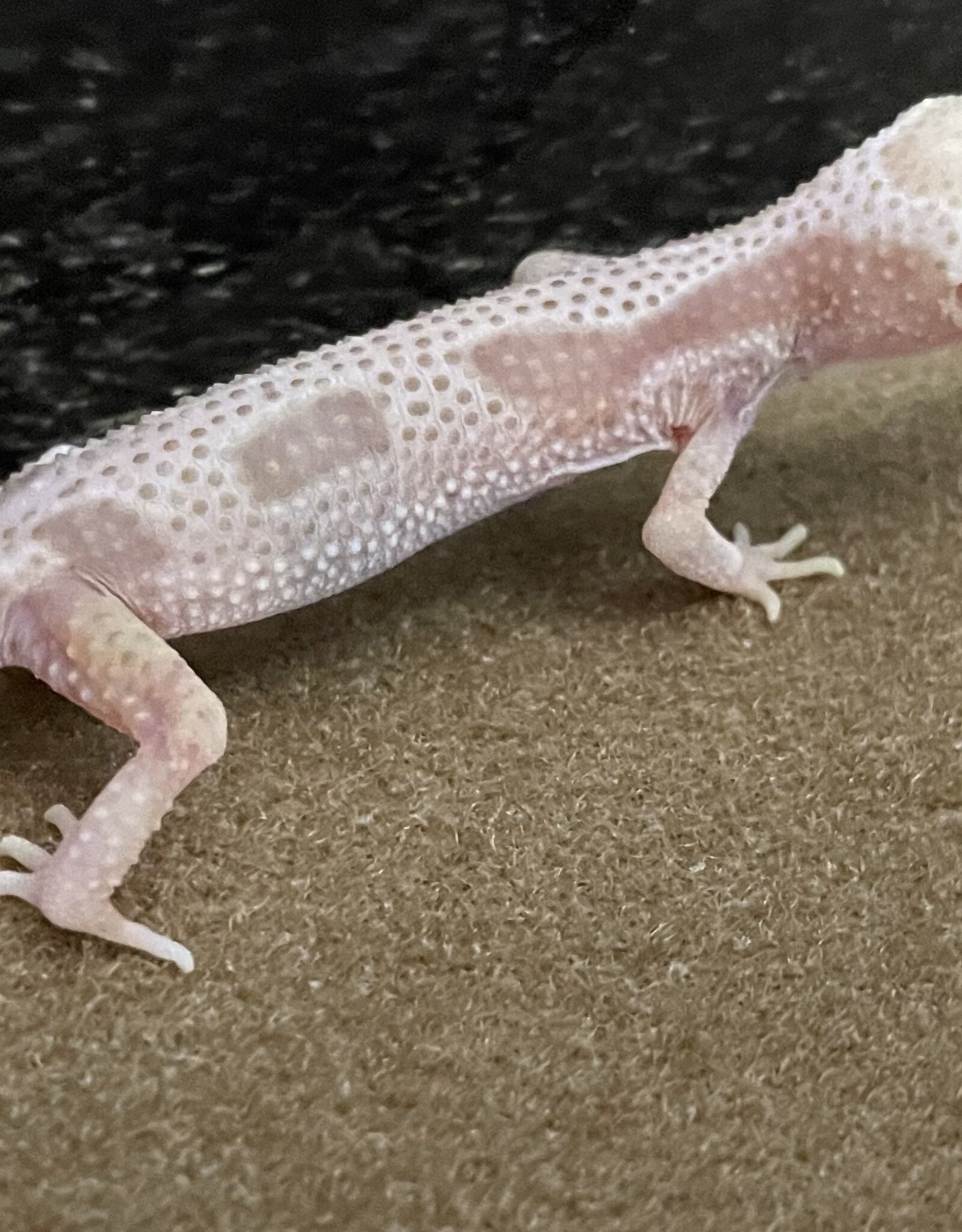 LEOPARD GECKO - Rainwater Albino Hatched Dec 2025