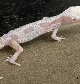 LEOPARD GECKO - Rainwater Albino Hatched Dec 2025