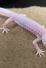 LEOPARD GECKO - Patternless Albino Hatched Dec 2025