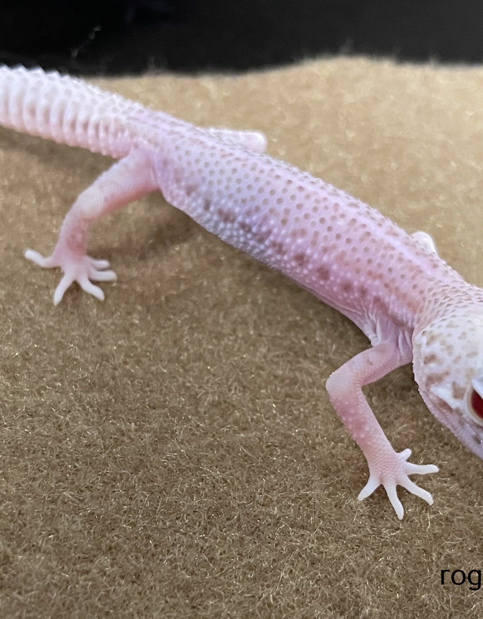 LEOPARD GECKO - Patternless Albino Hatched Dec 2025