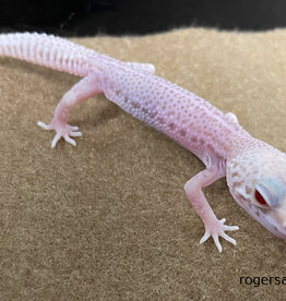 LEOPARD GECKO - Patternless Albino Hatched Dec 2025