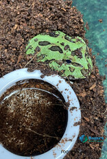 Roger's Aquatics PACMAN FROG - Ceratophrys cranwelli - Green