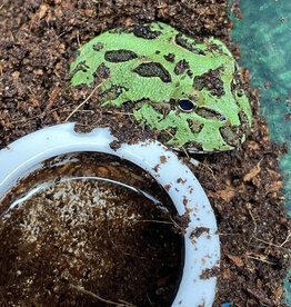 Roger's Aquatics PACMAN FROG - Ceratophrys cranwelli - Green