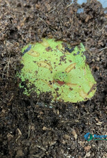 Roger's Aquatics PACMAN FROG- C. cranwelli "Albino"