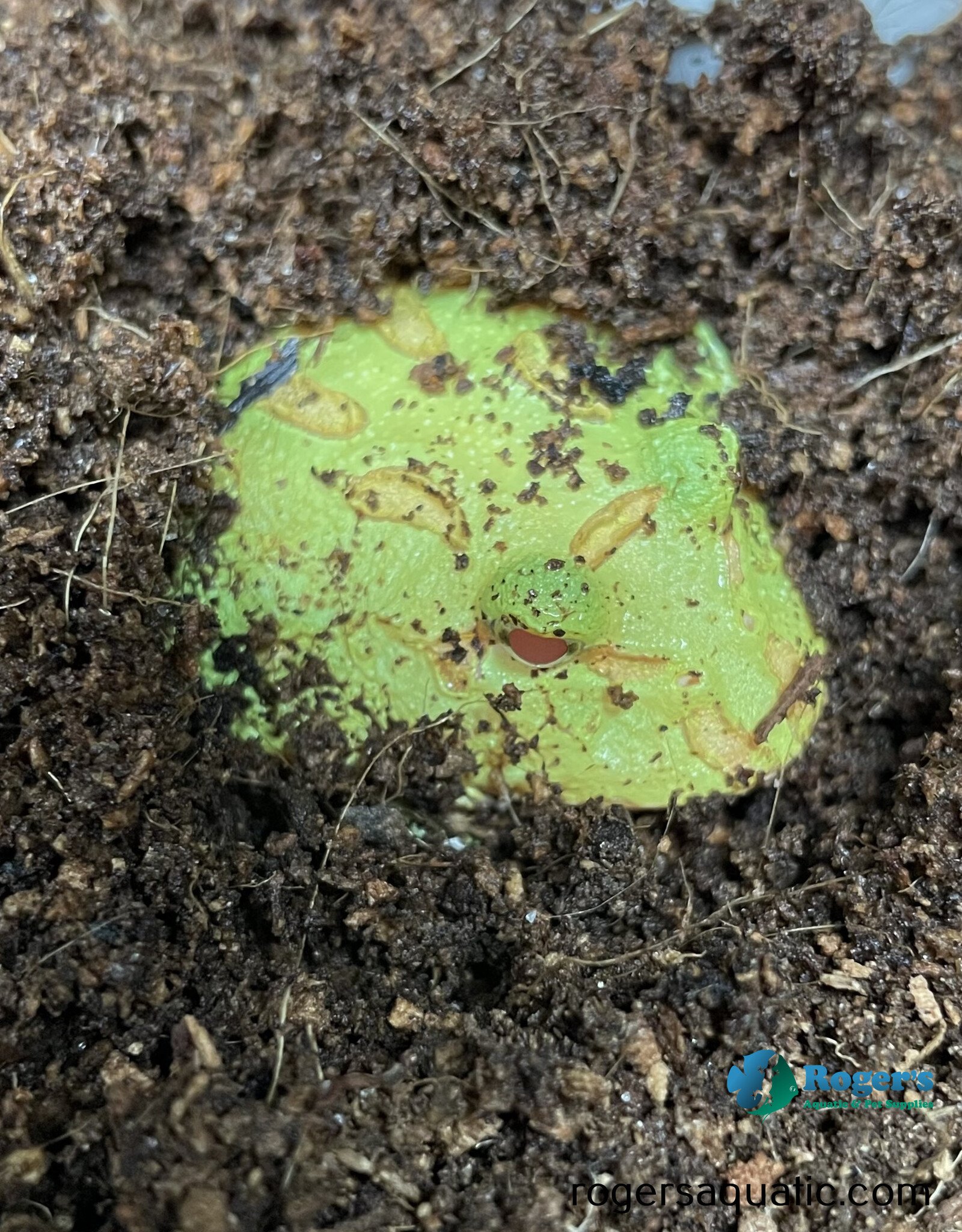 Roger's Aquatics PACMAN FROG- C. cranwelli "Albino"